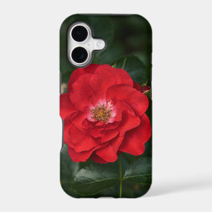 Red Rose P6568