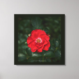 Red Rose P6568 Canvas Print