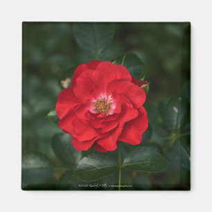 Red Rose P6568 Magnet