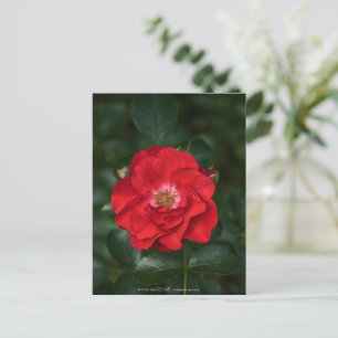 Red Rose P6568 Postcard