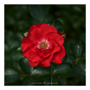 Red Rose P6568 Poster