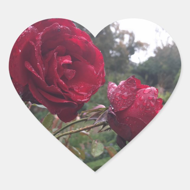 Red Rose Pair Heart Sticker (Front)