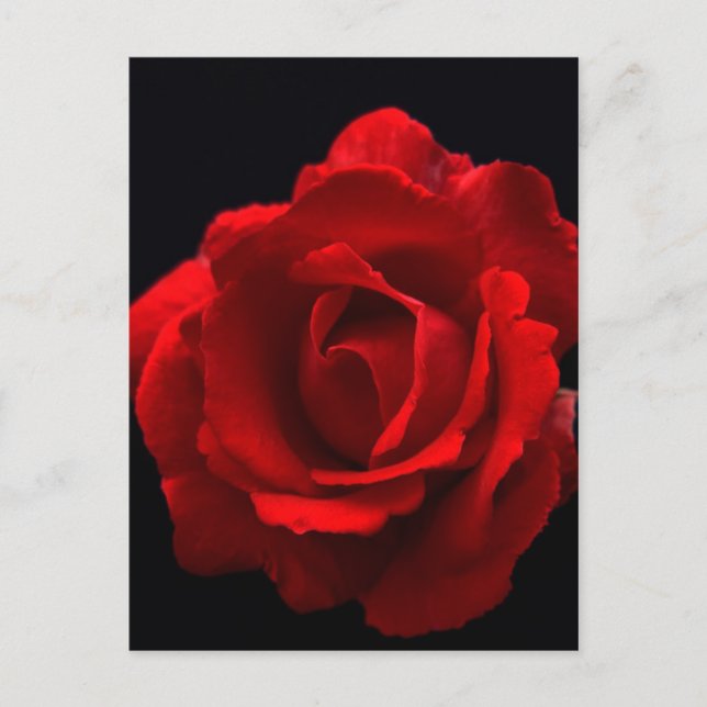 Red Rose pccnm Postcard (Front)