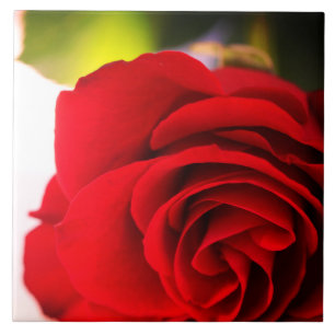 Red Rose Petals Flower Floral Tile