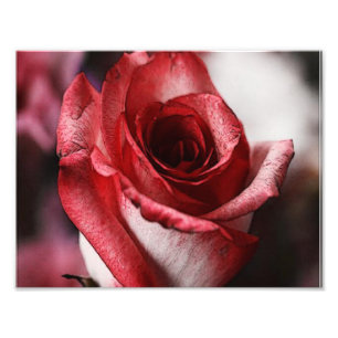 Red Rose Photo Print