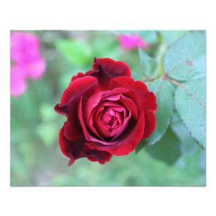 Red rose photo print