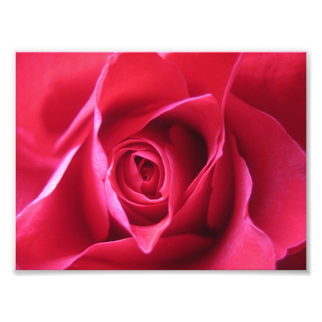Red rose photo print (Front)