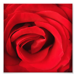 Red Rose Photo Print