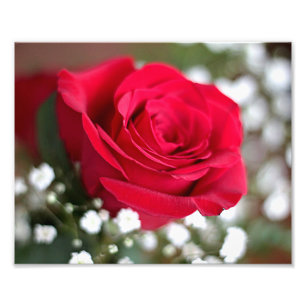 Red rose photo print