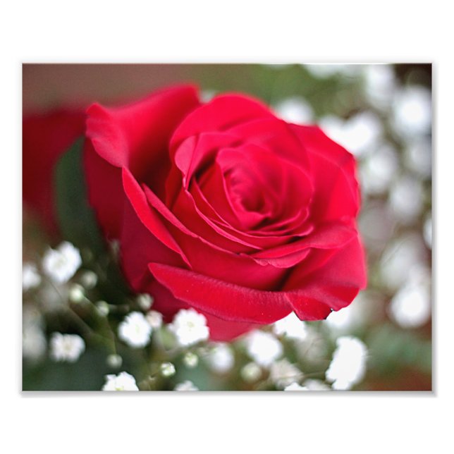 Red rose photo print (Front)