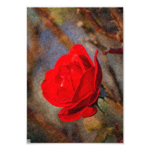 Red Rose Photo Print