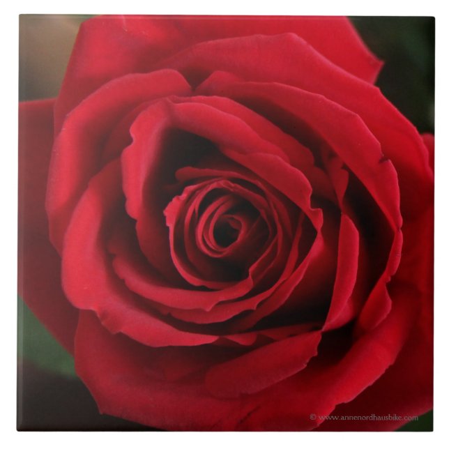 Red Rose Photograph Tile (Front)
