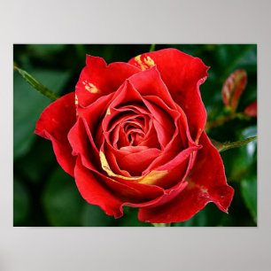 Red Rose Photography Poster