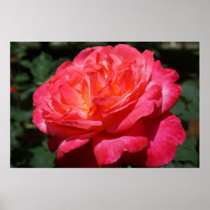 RED Rose Pink Flowers Garden Floral Fine Art print