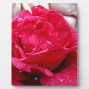 Red Rose Plaque