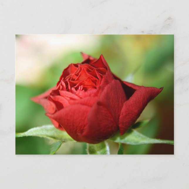 Red Rose Post Card (Front)