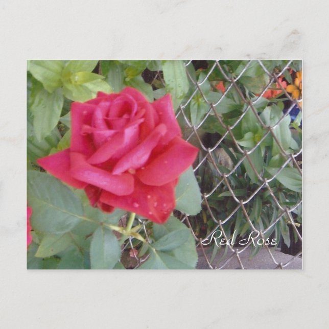 Red Rose Postcard (Front)