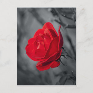Red Rose Postcard