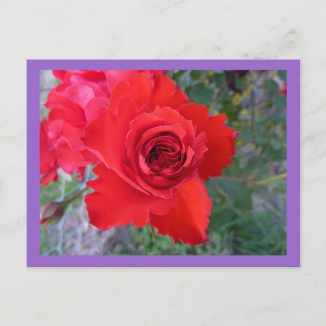 Red Rose postcard (Front)