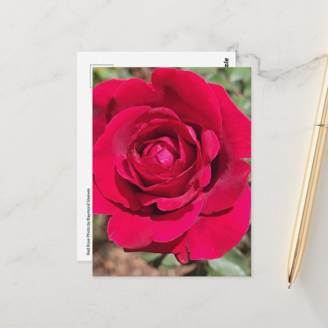 Red Rose Postcard (Front/Back In Situ)