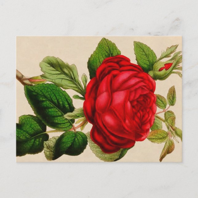 Red Rose Postcard (Front)