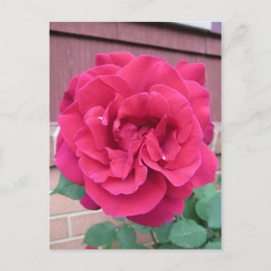 Red Rose Postcard