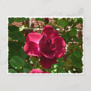 Red Rose Postcard