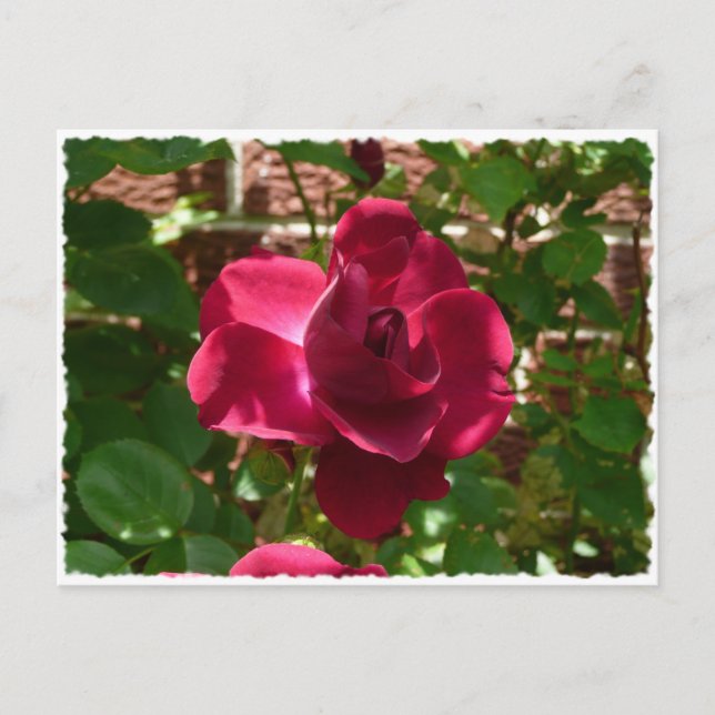 Red Rose Postcard (Front)