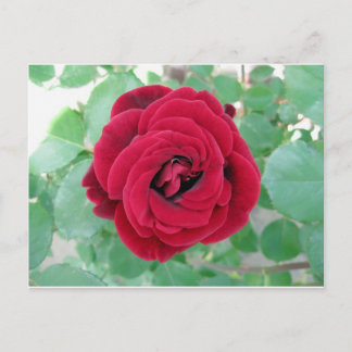 red rose postcard