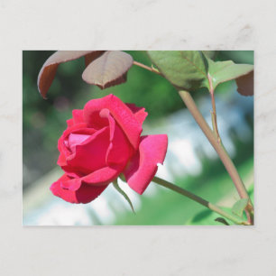Red rose postcard