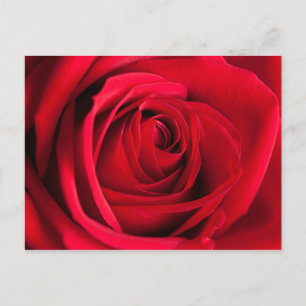 Red Rose Postcard