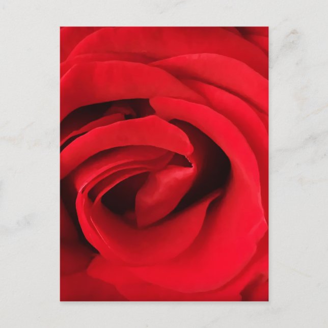 Red Rose Postcard (Front)