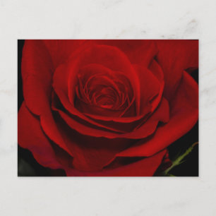 Red Rose Postcard