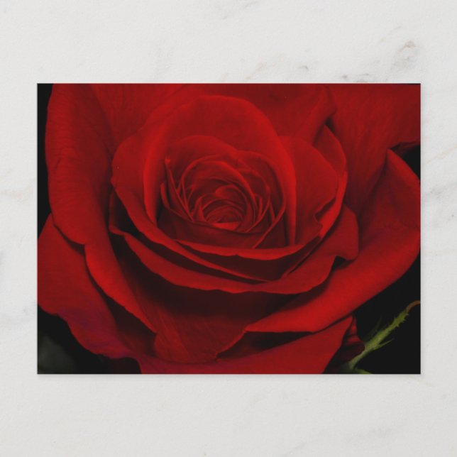 Red Rose Postcard (Front)
