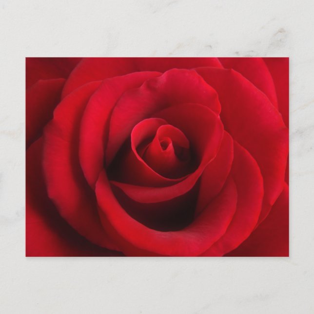 Red Rose postcard (Front)