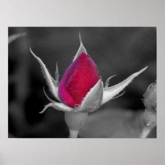 Red Rose Poster