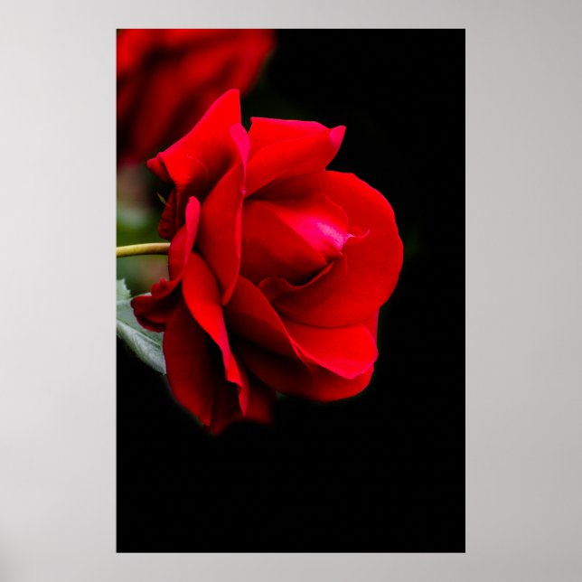 Red rose poster (Front)