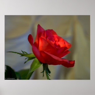 Red Rose Poster