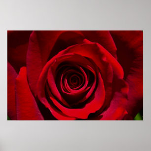 Red Rose poster
