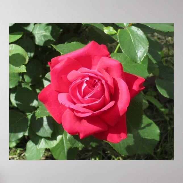 Red Rose Poster (Front)