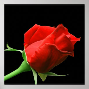 Red Rose Poster