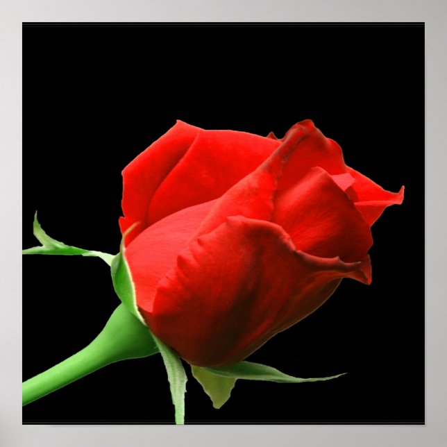 Red Rose Poster (Front)