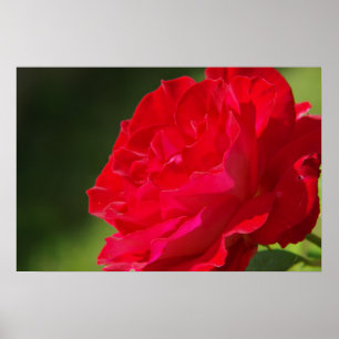 Red Rose - Poster