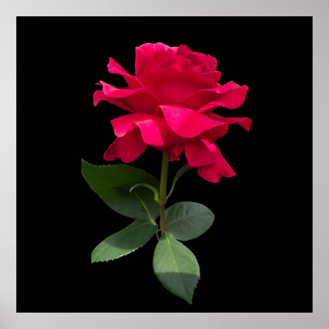 Red rose poster (Front)