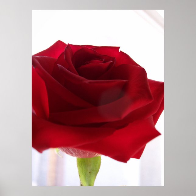 Red Rose Poster (Front)