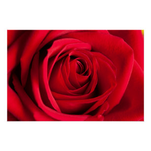 Red Rose Poster