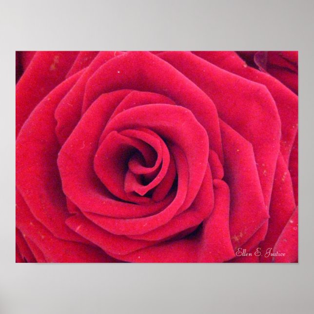 Red Rose Poster (Front)