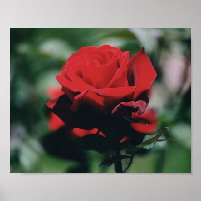 Red Rose Poster Print (Front)