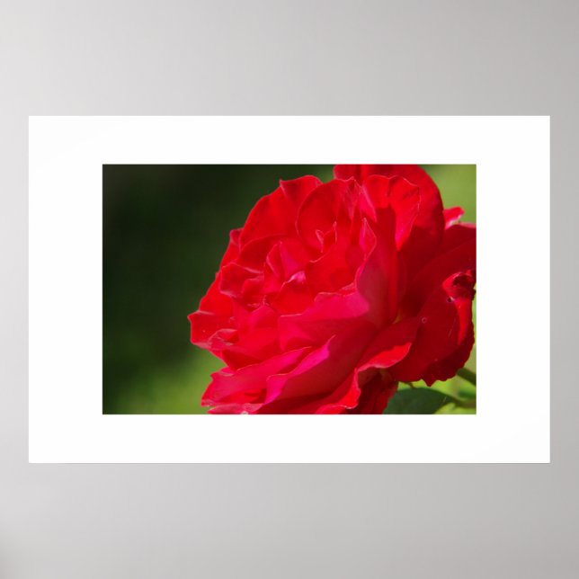 Red Rose - Print (Front)