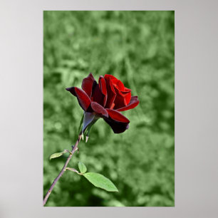 Red Rose Print